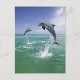 Postal Dolphins Bottlenose Tursiops truncatus