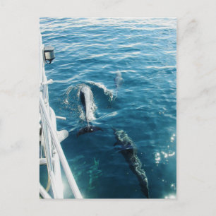 Postal Dolphins Bowaling