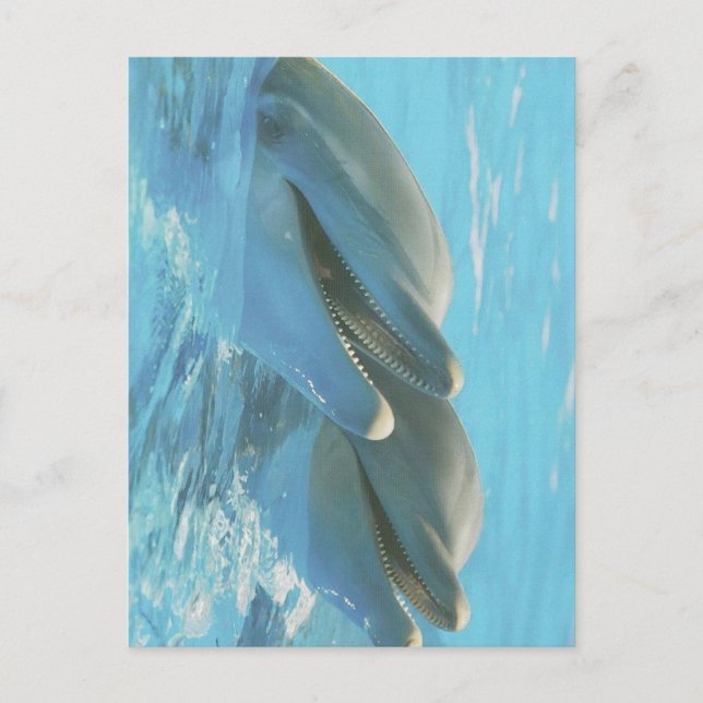 Postal Dolphins Cozumel, Mexico Postcard (Anverso)