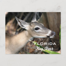 Postal dominante de los ciervos de la Florida