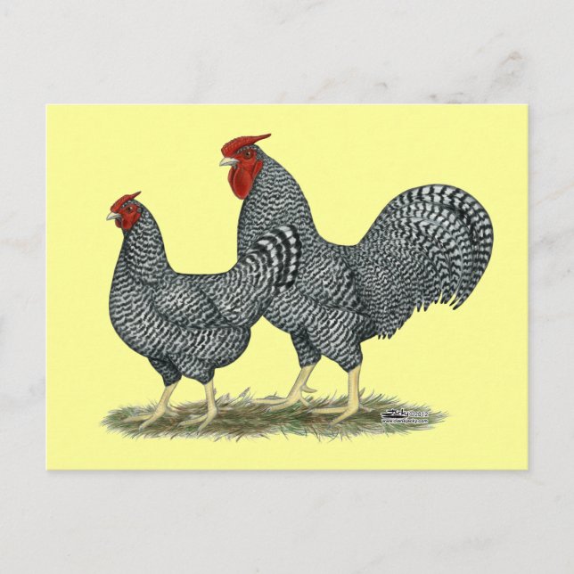 Postal Dominique Chickens (Anverso)