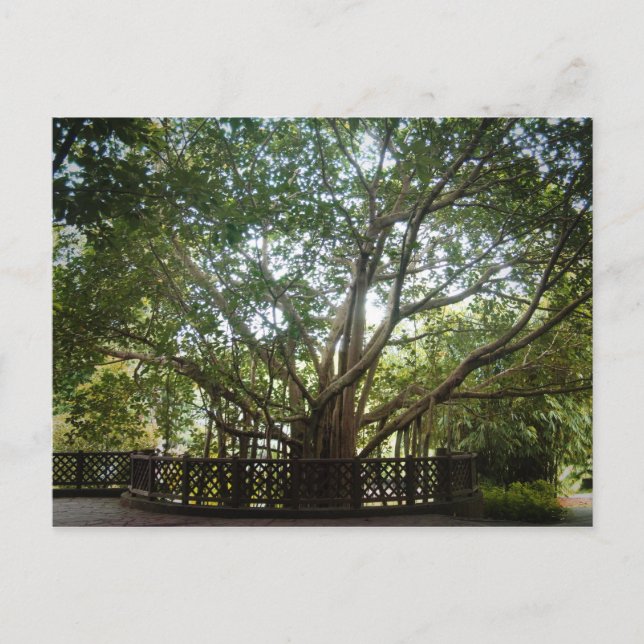 Postal Donde empieza la vida (Anverso)