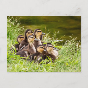 Postal ¿Dónde está mamá?