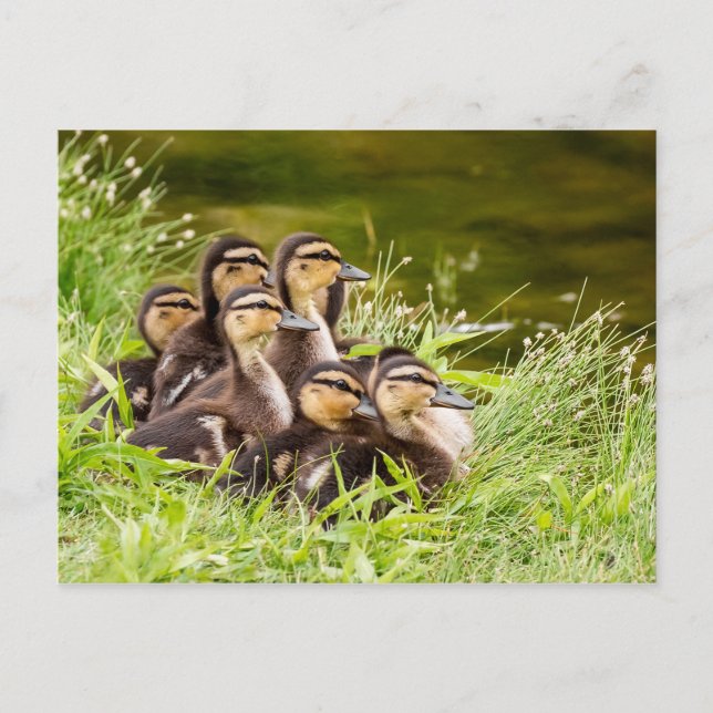 Postal ¿Dónde está mamá? (Anverso)