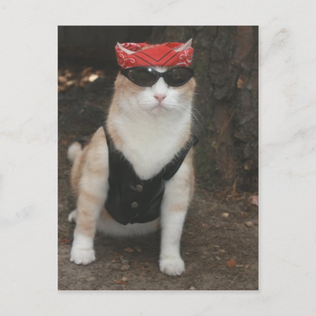 Postal ¿Dónde está mi cerdo? (Anverso)