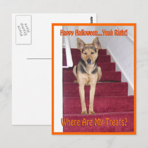 Postal Dónde Están Mis Golosinas GSD Perro Halloween
