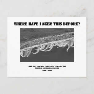 Postal ¿Dónde He Visto Esto Antes? Leaf de tomate