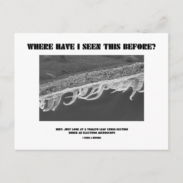 Postal ¿Dónde He Visto Esto Antes? Leaf de tomate (Anverso)
