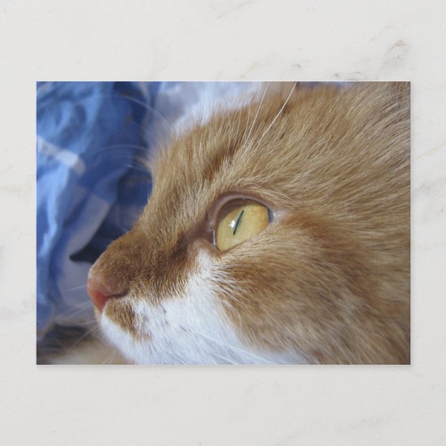 Postal ¿Dónde usted está mirando? (Anverso)