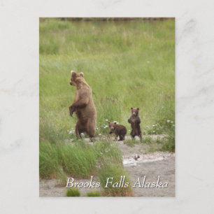 Postal Donde vamos mamá, Brooks Falls Alaska