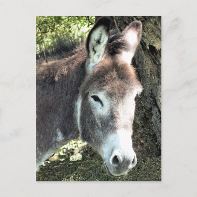 POSTAL DONKEY (Anverso)