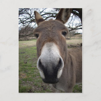 POSTAL DONKEY