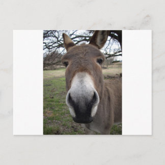 POSTAL DONKEY