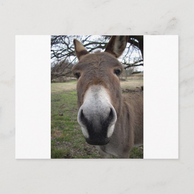 POSTAL DONKEY (Anverso)