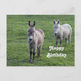 Postal Donkey Brown Tan Animal Photo Birday
