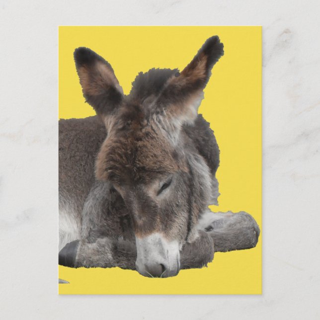 Postal Donkey Foal (Anverso)