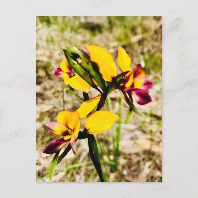 Postal Donkey Orchids (Anverso)