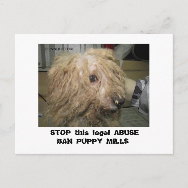 Postal DonnerBichon12-10-08 (42), DETENER este ABU legal. (Anverso)