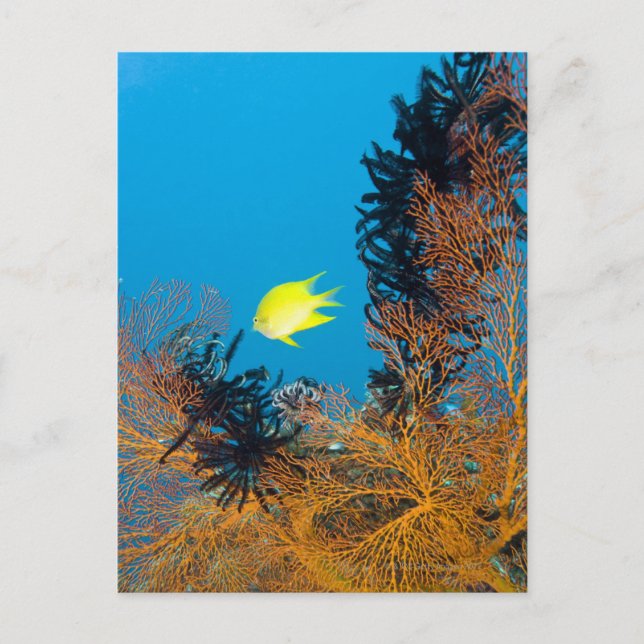 Postal Dorado Damselfish (Amblyglyphidodon aureus) (Anverso)
