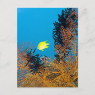 Postal Dorado Damselfish (Amblyglyphidodon aureus)