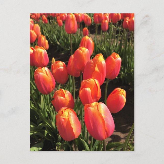 Postal Dordogne Tulips, Oregón (Anverso)