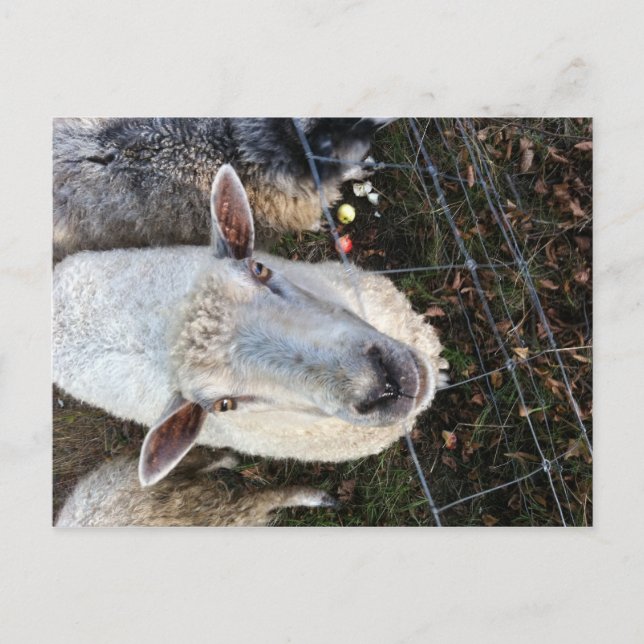 Postal Doris la oveja (Anverso)