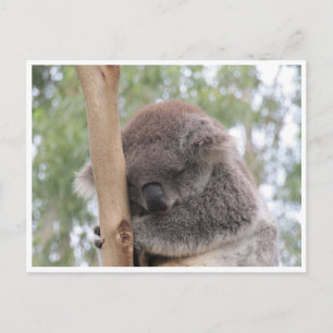Postal dormido de koala