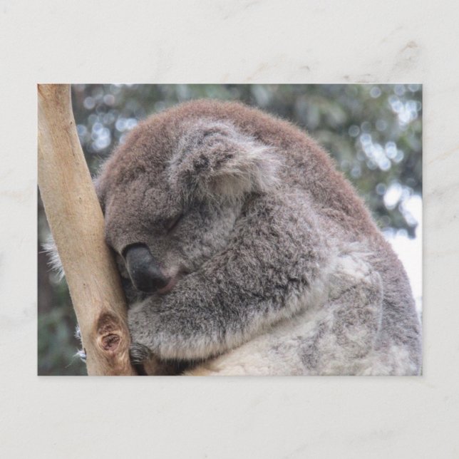Postal dormido de koala (Anverso)