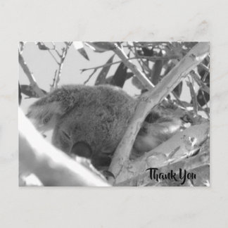 Postal Dormido en Koala, fotografía en blanco y negro, Au