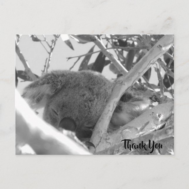 Postal Dormido en Koala, fotografía en blanco y negro, Au (Anverso)
