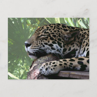 Postal Dormido Florida jaguar, verde claro hacia atrás