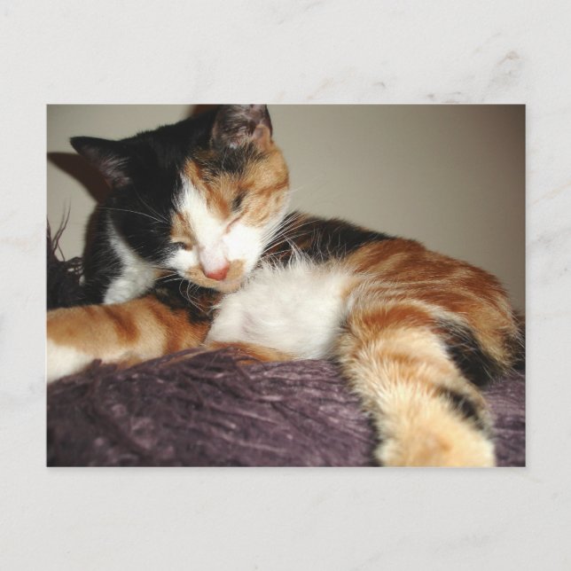 Postal ¿Dormido? ¡No, sólo estoy cerrando los ojos! (Anverso)