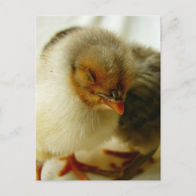 Postal Dormir en el trabajo (Anverso)