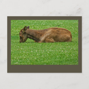 Postal Dormir pequeño uno