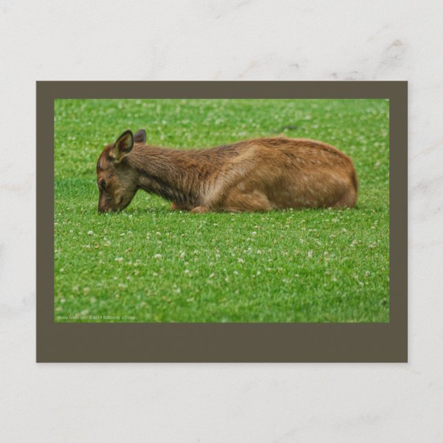 Postal Dormir pequeño uno (Anverso)