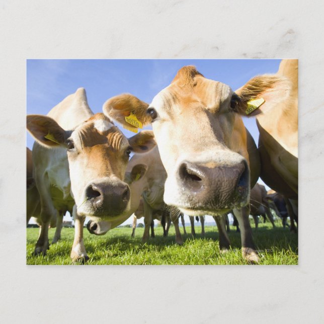 Postal Dorset, Reino Unido (Anverso)