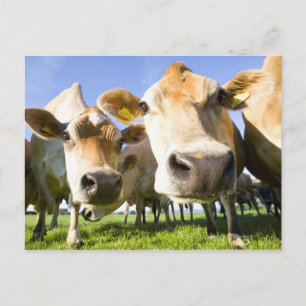 Postal Dorset, Reino Unido