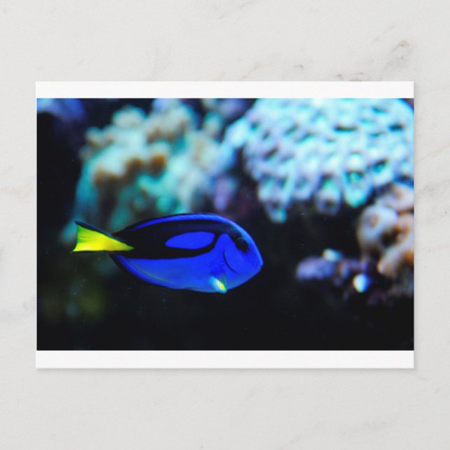 Postal Dory, Blue Tang Fish (Anverso)