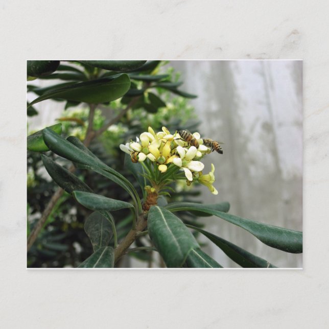 Postal Dos abejas (Anverso)