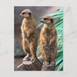 Postal Dos adorables meerkats que están a la atención