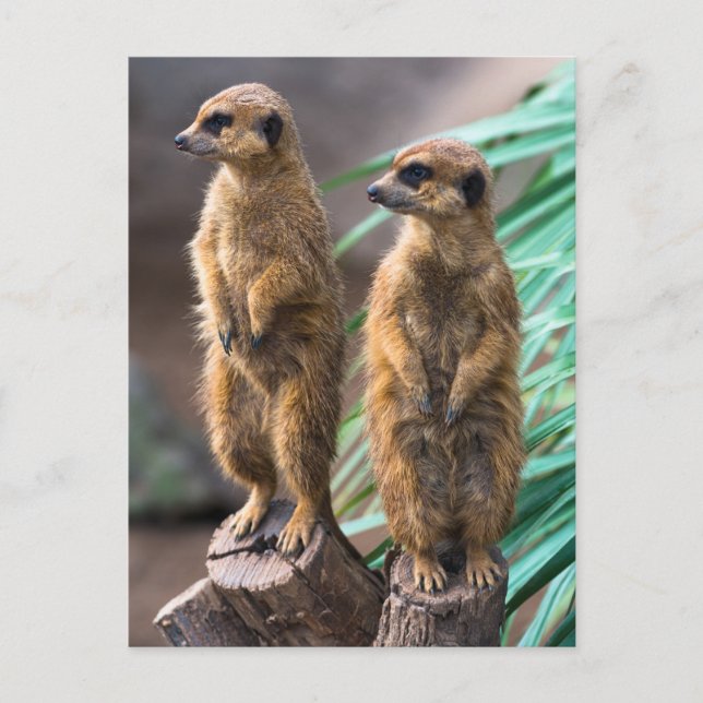 Postal Dos adorables meerkats que están a la atención (Anverso)