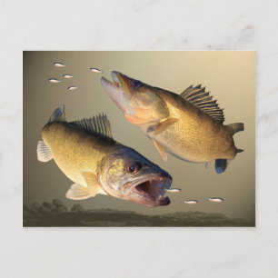 Postal Dos alimentación Walleye
