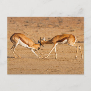 Postal Dos Antelopistas Springbok
