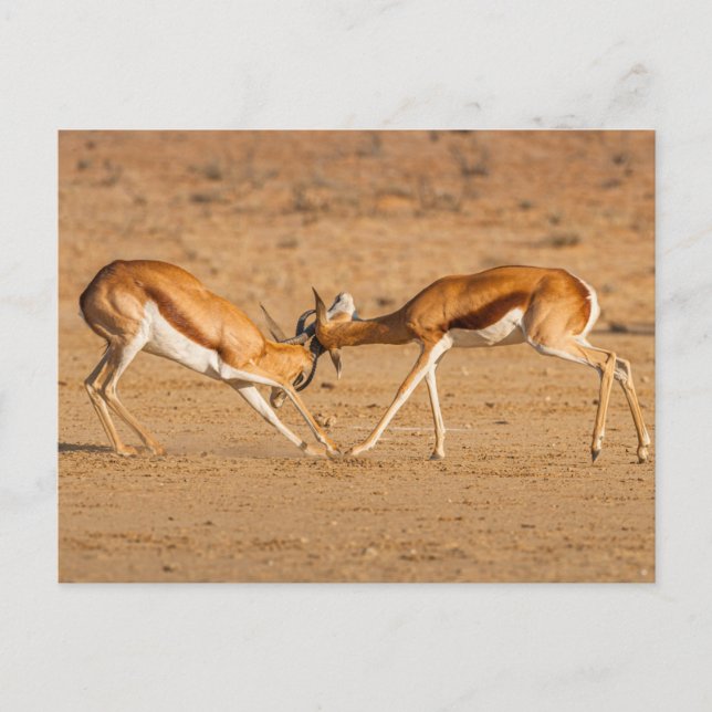 Postal Dos Antelopistas Springbok (Anverso)