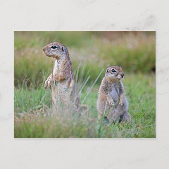 Postal Dos ardillas terrestres de alerta, distrito de Jam (Anverso)