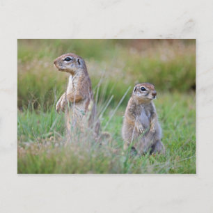 Postal Dos ardillas terrestres de alerta, distrito de Jam