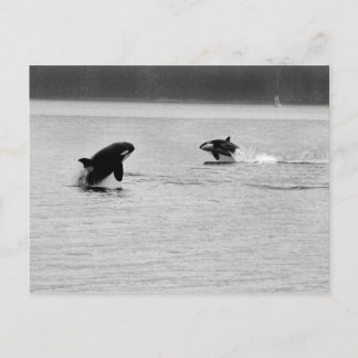 POSTAL DOS BALLENAS