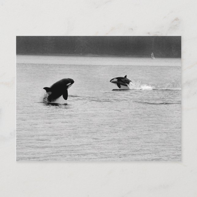 POSTAL DOS BALLENAS (Anverso)
