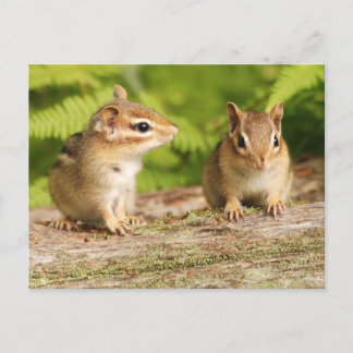 Postal Dos bebés pequeños de Chipmunk