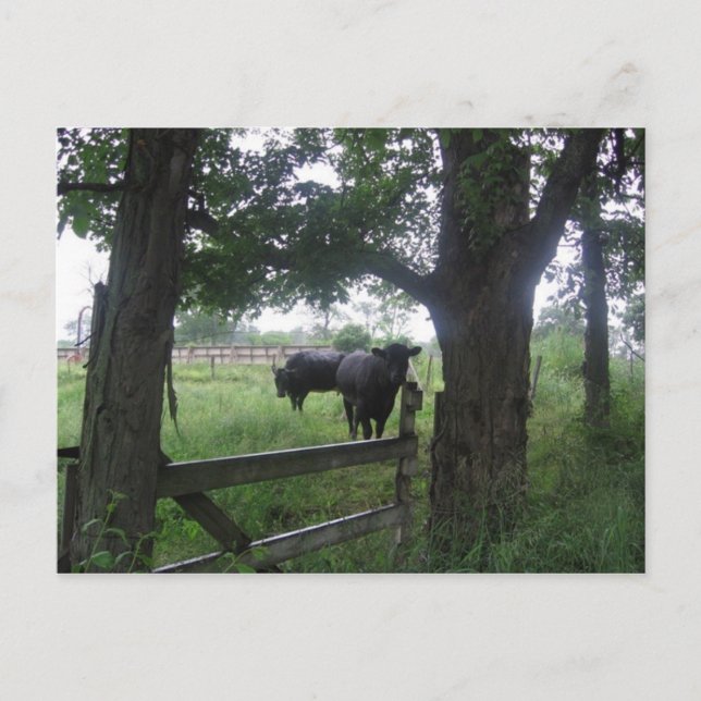 Postal dos bellezas negras (Anverso)